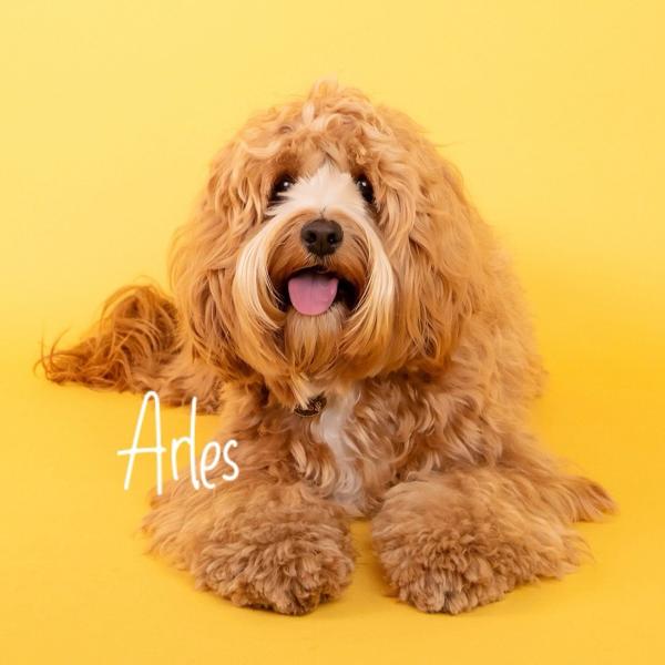 cockapoo_arles