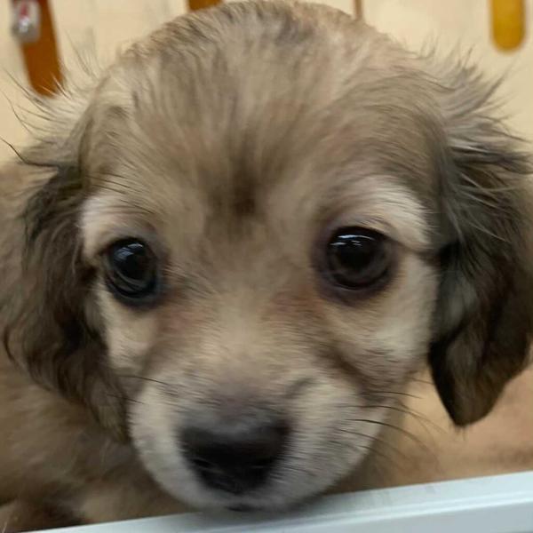 moka_ryuunosuke_koron